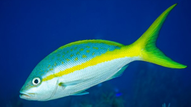 7-(Observe bioluminescência – em noites mais escuras, os organismos marinhos brilham ao serem movimentados pela água.)pargo-rabo-am.jpg