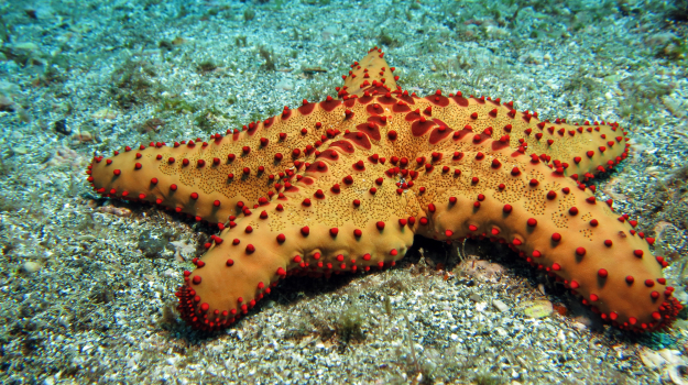 Estrela-do-mar na Enseada de Coral da Laginha, Ilha de São Vicente _ Foto de Fernando Wahnon @Txiluff_Starfish in the Coral Cove of Laginha, São Vicente Island _ Photo by Fernando Wahnon @Txiluff.jpg