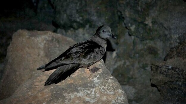 birdwatching-em-cabo-verde-1.jpg