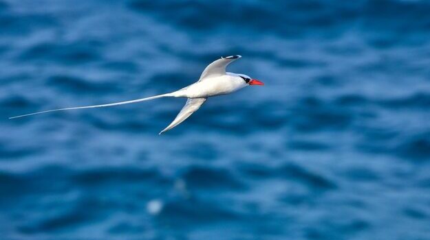 birdwatching-em-cabo-verde-3.jpg