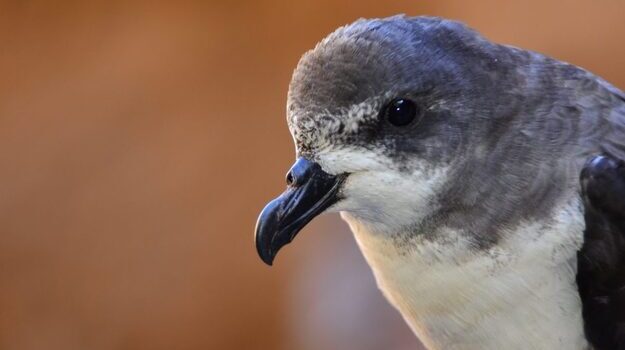 birdwatching-em-cabo-verde-4.jpg