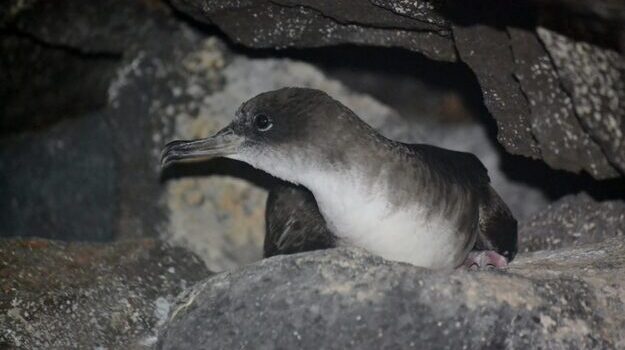 birdwatching-em-cabo-verde-5.jpg