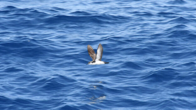 birdwatching-em-cabo-verde-6.jpg