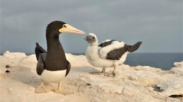 birdwatching-em-cabo-verde-7.jpg