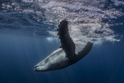 cabo-verde-ferias-em-cabo-verde-na-ilha-brava-baleias-tartarugas-e-o-esplendor-da-natureza-marinha-009.jpg