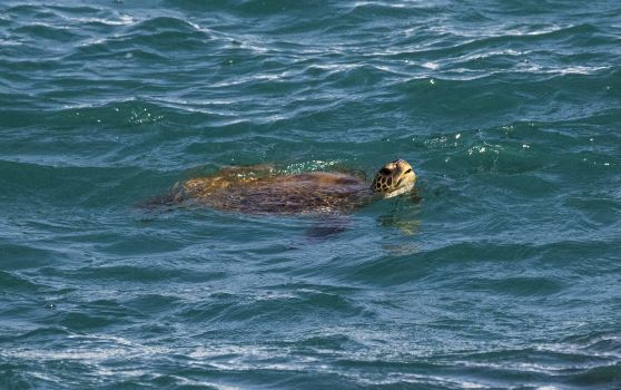 tartaruga a nadar nas águas da ilha da boa vista, em cabo verde
