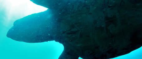 Para Turismo de Natureza