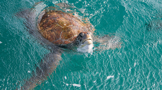 mergulho-snorkeling-em-cabo-verde-5.jpg