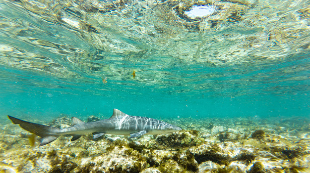 mergulho-snorkeling-em-cabo-verde-6.jpg