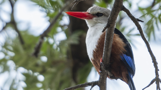 observacao-aves-ilha-santaigo-cabo-verde.jpg